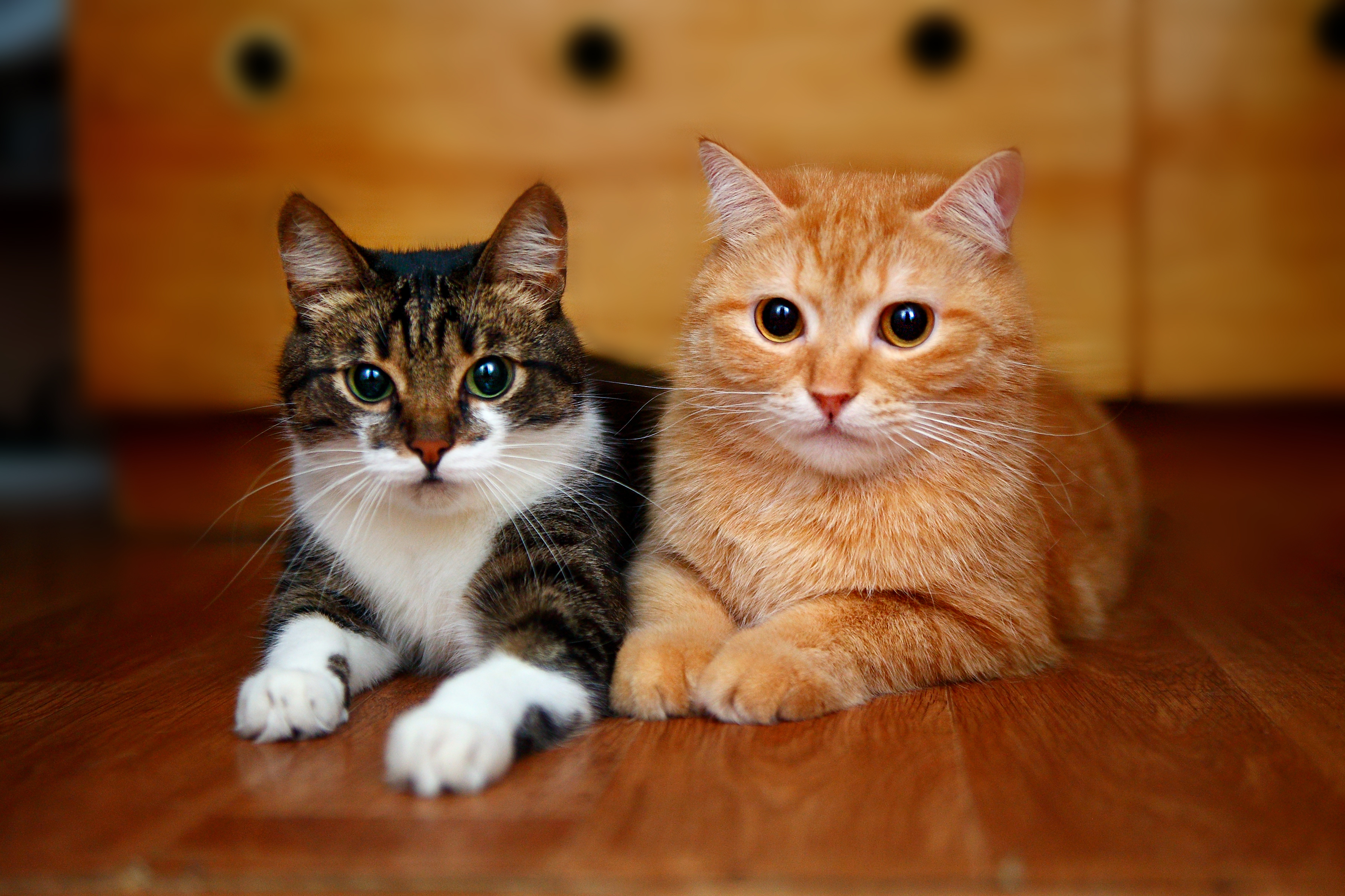 Коты Домашние Фото Смотреть Онлайн Бесплатно